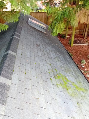 Moss Removal service image